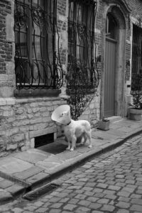 Dog with cone of shame on a street.
